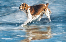 Welsh Springer Spaniel