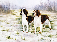 Welsh Springer Spaniel