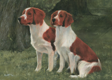 Welsh Springer Spaniel