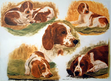 Welsh Springer Spaniel