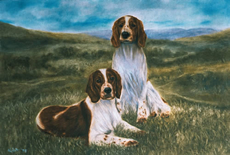 Welsh Springer Spaniel