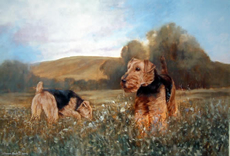 Welsh Terrier