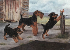 Welsh Terrier