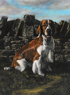 Welsh Springer Spaniel