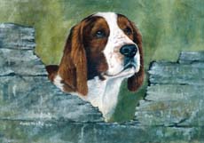 Welsh Springer Spaniel