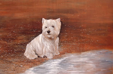 West Highland Terrier