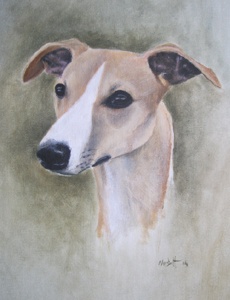 whippet